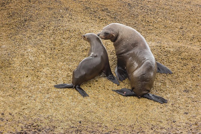Wilsons Promontory Wilderness Cruise from Tidal River - Fur seals and the chance of whales