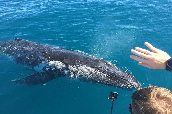 World class Whale Watching from Hervey Bay - Quick takeaways for the MV Amaroo cruise