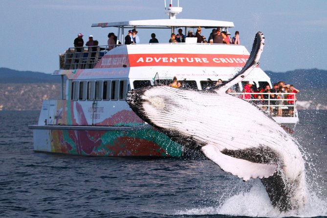 World class Whale Watching from Hervey Bay - Why Hervey Bay is such a strong whale-watching base