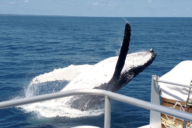 World class Whale Watching from Hervey Bay - Boarding the 20-meter MV Amaroo