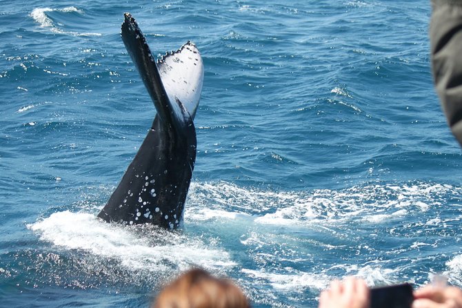 World class Whale Watching from Hervey Bay - The four-hour search for humpbacks