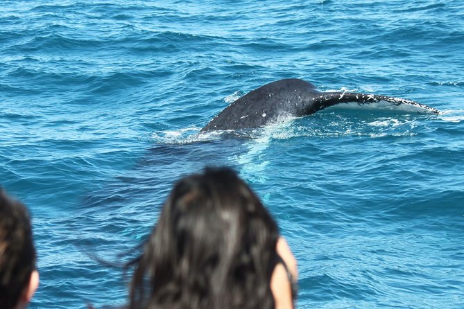 World class Whale Watching from Hervey Bay - The crew and commentary