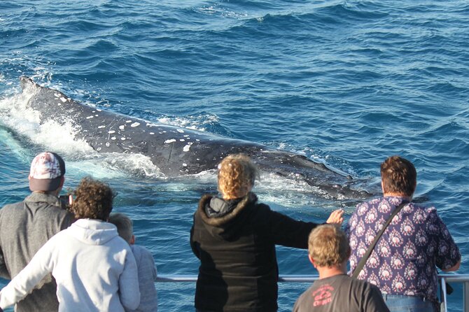 World class Whale Watching from Hervey Bay - How the cruise handles different ages and abilities