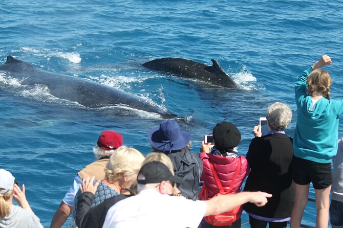 World class Whale Watching from Hervey Bay - Starting at The Boat Club in Hervey Bay