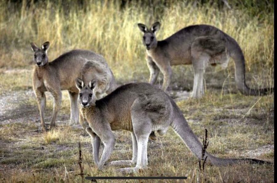 Yarra Valley Foodies Tour with Chandon and Kangaroo Safari! - Chocolate comes late, with plenty of choice