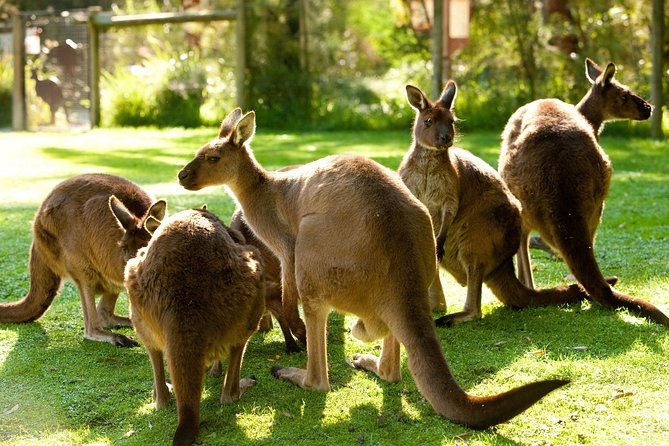 Yarra Valley Wildlife & Wine Day Tour with Healesville Sanctuary - Key points to know before booking