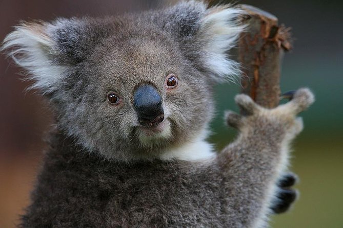 Yarra Valley Wildlife & Wine Day Tour with Healesville Sanctuary - Why this Melbourne day trip works so well