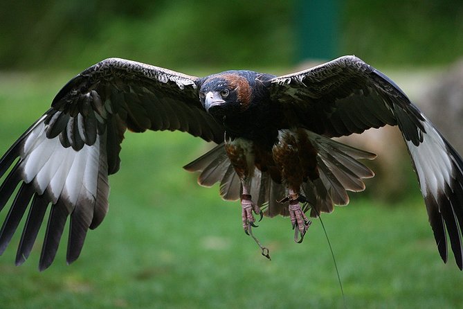 Yarra Valley Wildlife & Wine Day Tour with Healesville Sanctuary - The drawbacks you should consider