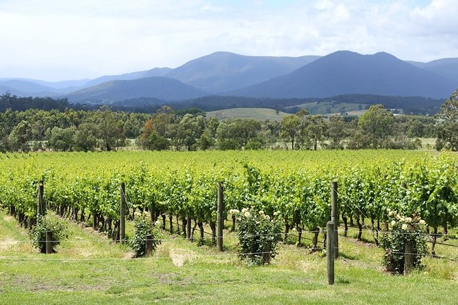 Yarra Valley Wine Day Tour - Small groups make the $222.35 price easier to judge