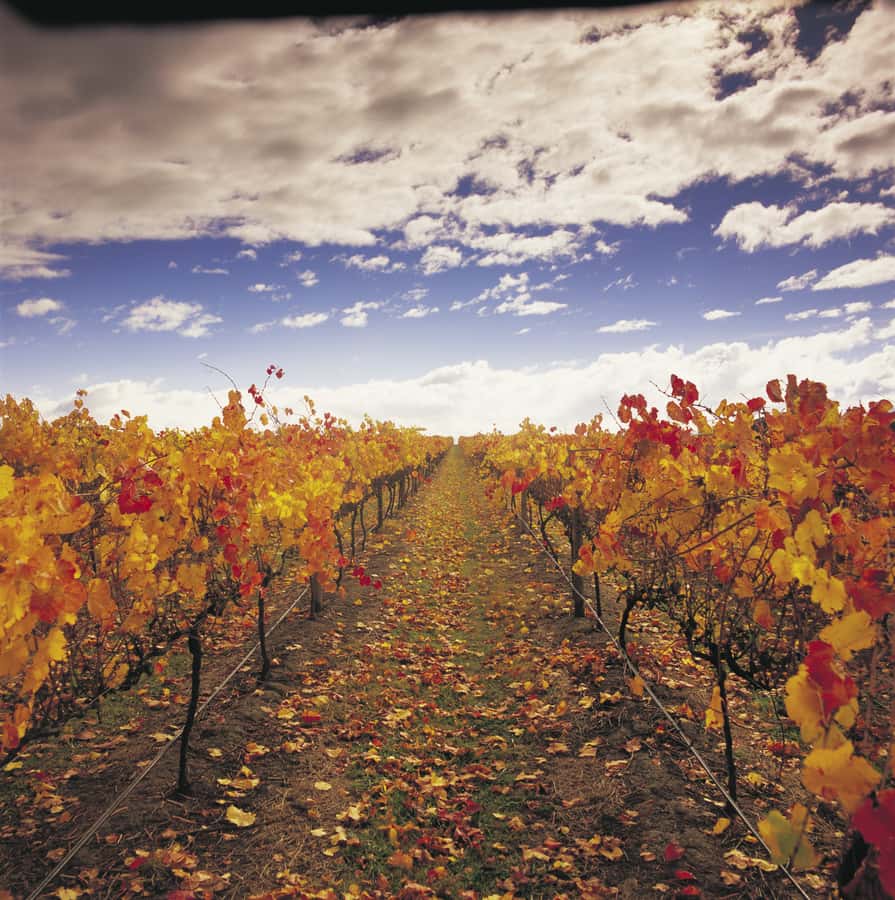 Yarra Valley: Winery Tour with Lunch at Yering Station - Why this Yarra Valley day trip works