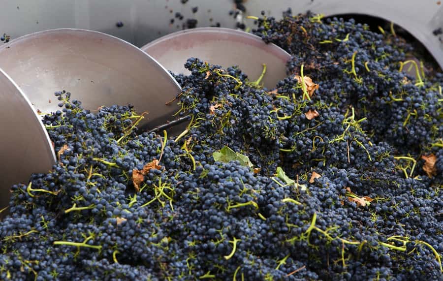 Yarra Valley: Winery Tour with Lunch at Yering Station - De Bortoli begins with wine and cheese
