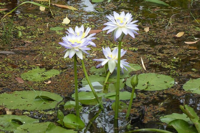 Yellow Water Cruise - Kakadu - Crocodiles, birds, and the thrill of the unexpected